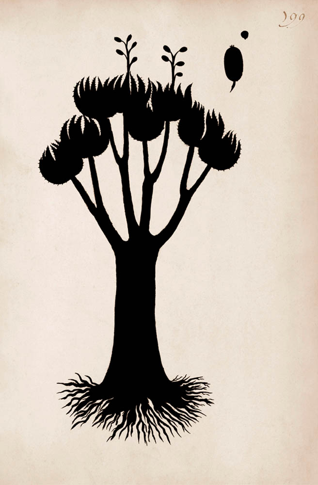 Silhouette of Namaqualand succulent tree