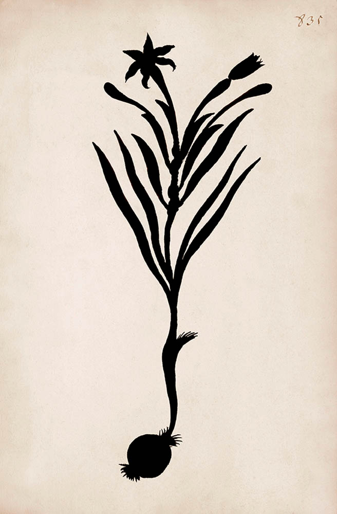 Silhouette of Namaqualand bulb flowering