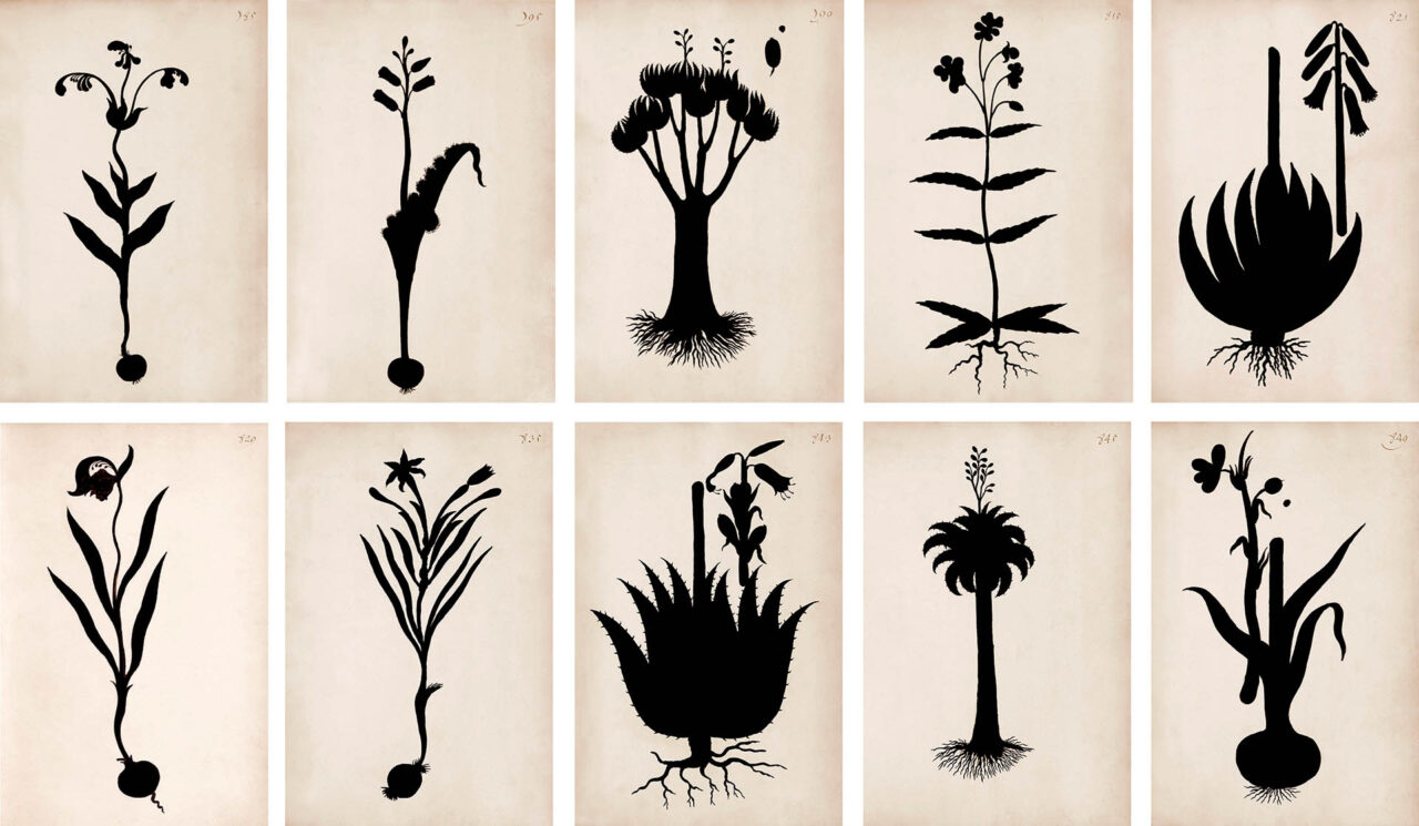 Composite of 10 Namaqualand flower silhouettes